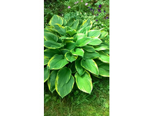 �����, 130 �.