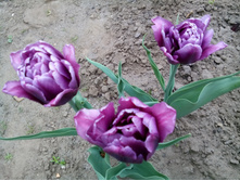 IMG 20150516 133941.jpg