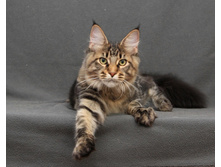 Mancura Joy - 5 �������