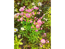 ��������� �������, 100 �.