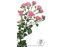 ������ (Nataly) - �����