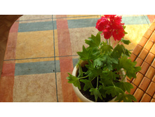 Kittbridge ����