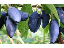 ��������� ��������