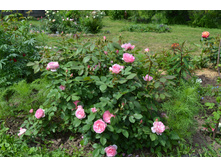 ������� Prairie Joy