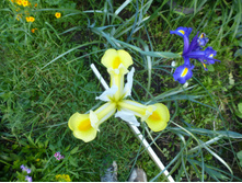 P1040068.JPG ���������� ����.