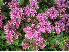 ������ ������ 70