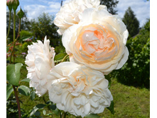 DSC 0743.JPG