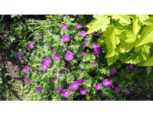 ������ �������������� ���� �����