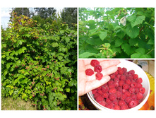 ������ �������� �����������