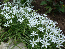 ������������ 50