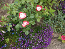 ��������� � ��������