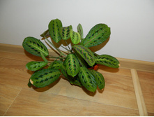 ������� ��������