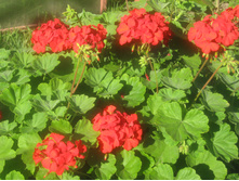 ������ �������