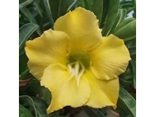 Adenium obesum NEW-43.jpg