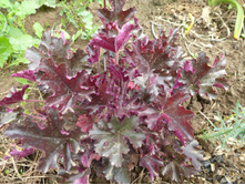 P1030998.JPG ������� ��������� ������ ����.