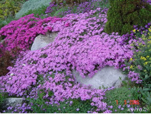 ����� ��������������������� 80