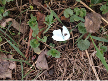 ��� ������������ )