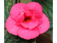 Stan's Delight