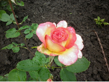 �� ��������