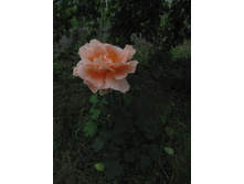 IMG 3181.JPG