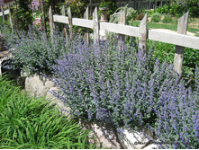 �������� �������