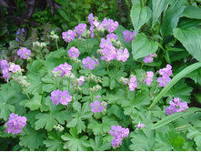 ������ ������� ������� 70