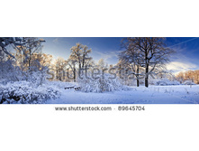 Stock-photo-winter-panorama-of-a-park-under-snow-at-sunny-day-89645704.jpg