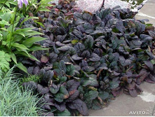 ������� ��������.60