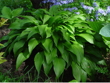 ����� �������. 80 � ������� �������