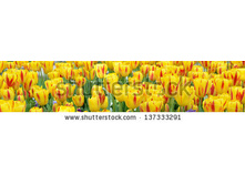 Stock-photo-tulips-137333291.jpg