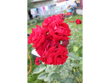 IMG 0007.JPG