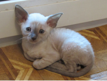 Asveyg Viking Ingalidi