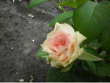 �� "������"