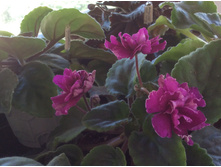 ��� �������