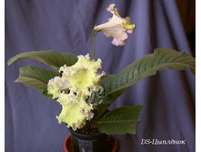 ��-��������