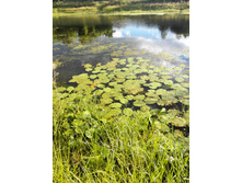 IMG 20150711 182604.jpg