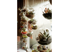 Florarium 028-682x1024.jpg