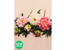 401/0571� - 145.0 ���� �����