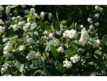 ������������� 100