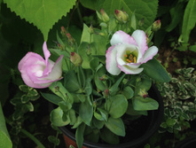 �������