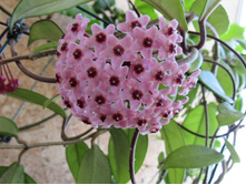 H. carnosa exotica �������-�� �������