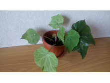 ������� ������������������