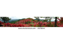Stock-photo-azalea-mountain-japan-2679644.jpg