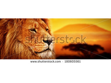 Stock-photo-lion-portrait-on-savanna-landscape-background-and-mount-kilimanjaro-at-sunset-panoramic-version-180605561.jpg