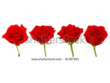 Stock-photo-set-of-red-rose-blooms-91367561.jpg
