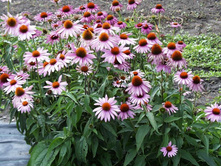 �������� ���������.����������120