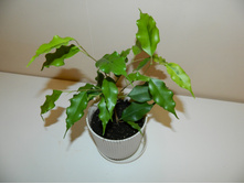 ������ �����