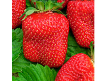 ��������� �����-������ 50 ���..jpg