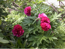 ����-0025.jpg