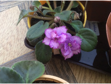 ���� ���������?